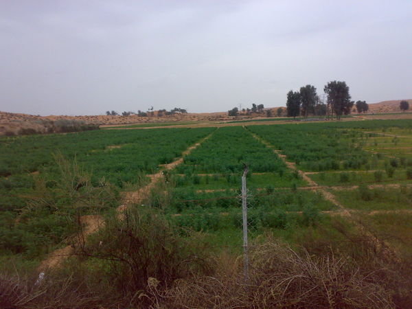 Farming in the desert