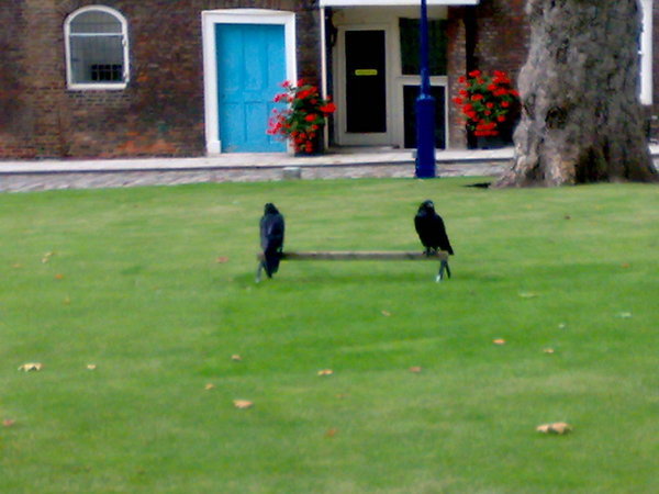 Some of the famous ravens