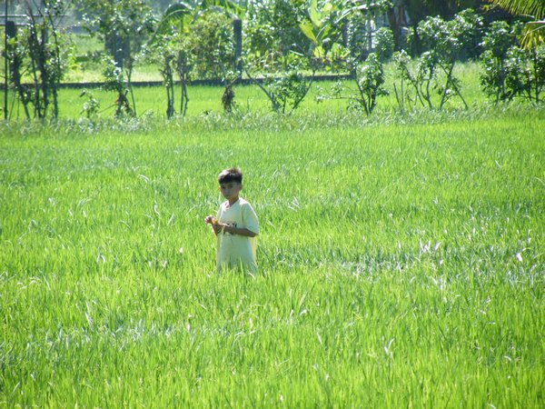 Walking within the rice field