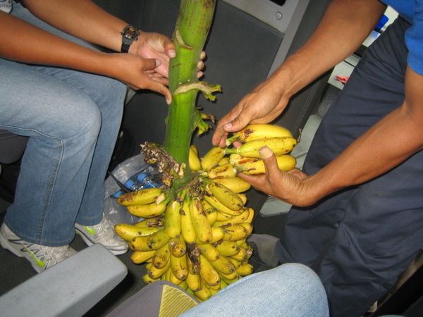 Bananas Galore
