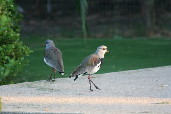 Back Yard Birds