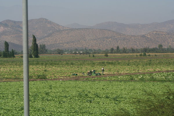 Lettuce Fields