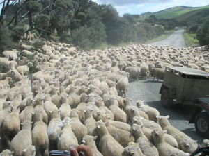 A Kiwi traffic jam...