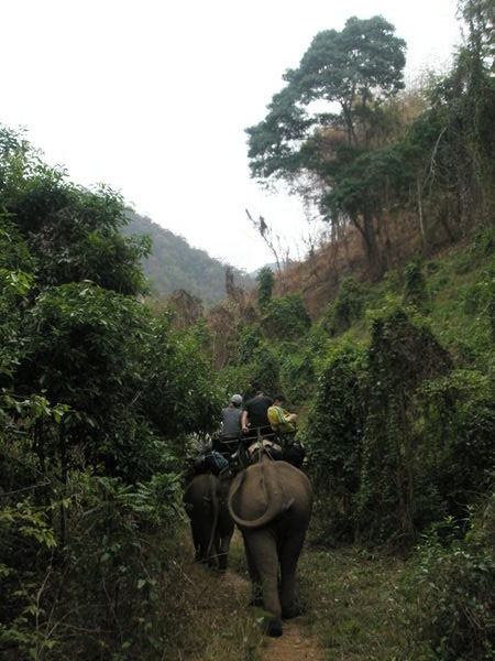 Elephant trekking through the Thai jungle...