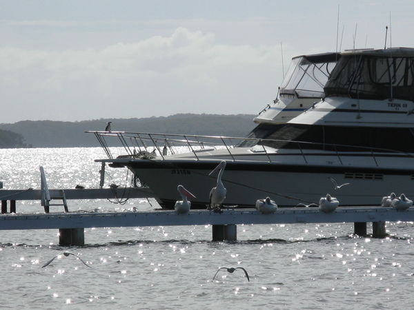 Pelican Brief, Lake Macquarie