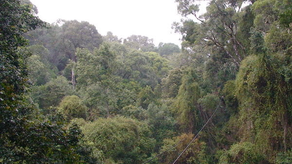 The rainforest we Zipped through