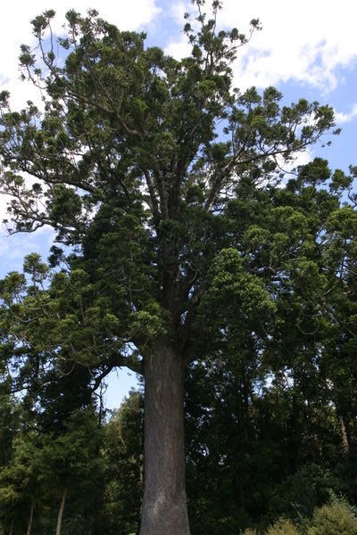 First of many Kauri Trees