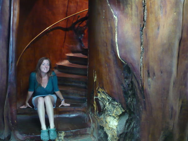 Big Tree staircase
