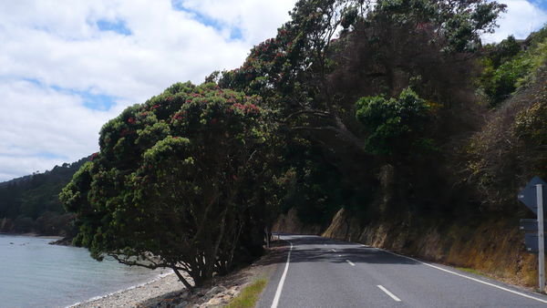 Winding Roads on West Coromandel Peninsula