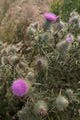 Cliff Top Thistles