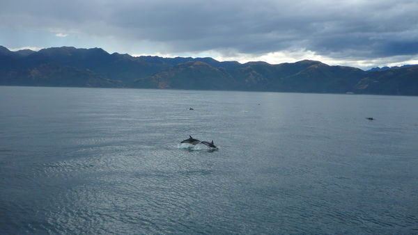 Dusky Dolphins 