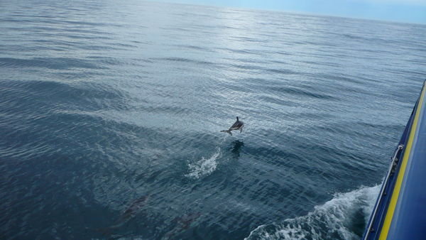 Dusky Dolphins showing off by the boat