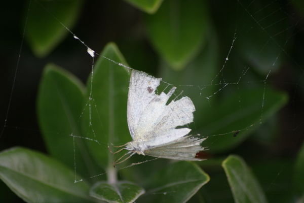 White Butterfly Trapped