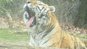 Tired Tiger