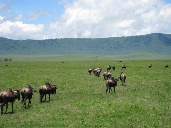 Wildebeest Migrating