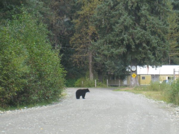 Another bear on the road