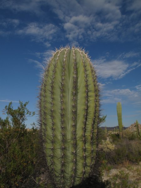 A Cactus Near Catavina