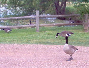 Geese at RV Park