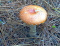Large beautiful Mushrooms along a trail
