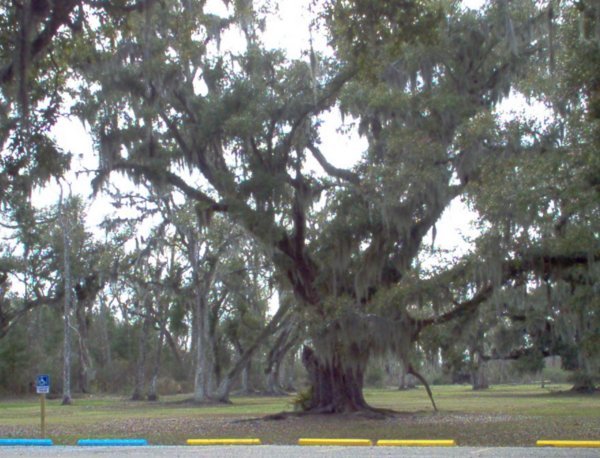 Old Live Oak trying to recover 