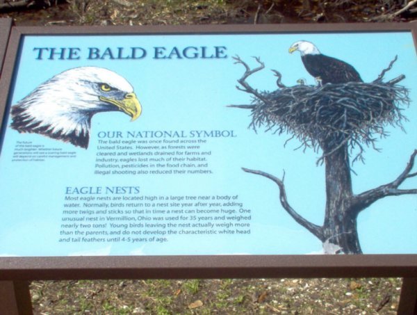 We saw Bald Eagles