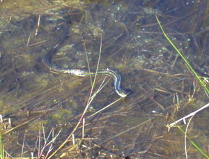 Snake in the water next to walkway