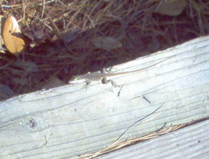 Lizard catching some sun