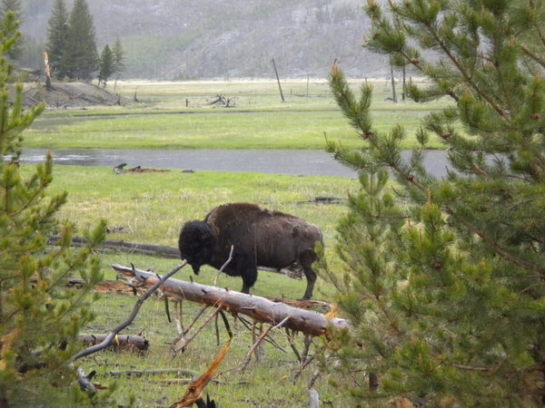 Our 1st Buffalo (Bison)