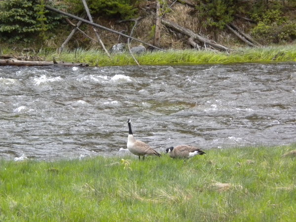 Mama goose and goslings/Yellowstone National Park