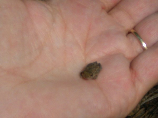 Tiny frog we met on our hike in Brookland, TX @KOA