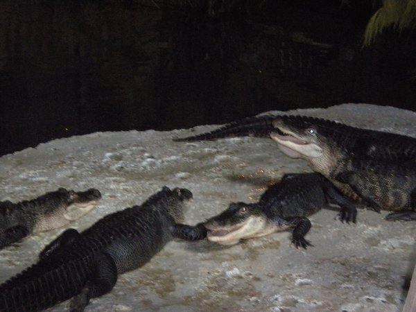 Alligators warming on a rock