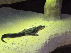 Alligator Nursery