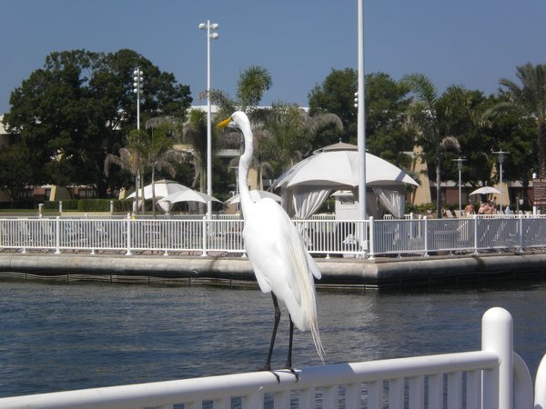 Friendly bird at the dock
