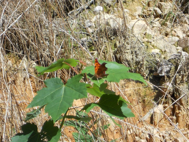 Butterfly on the leaves