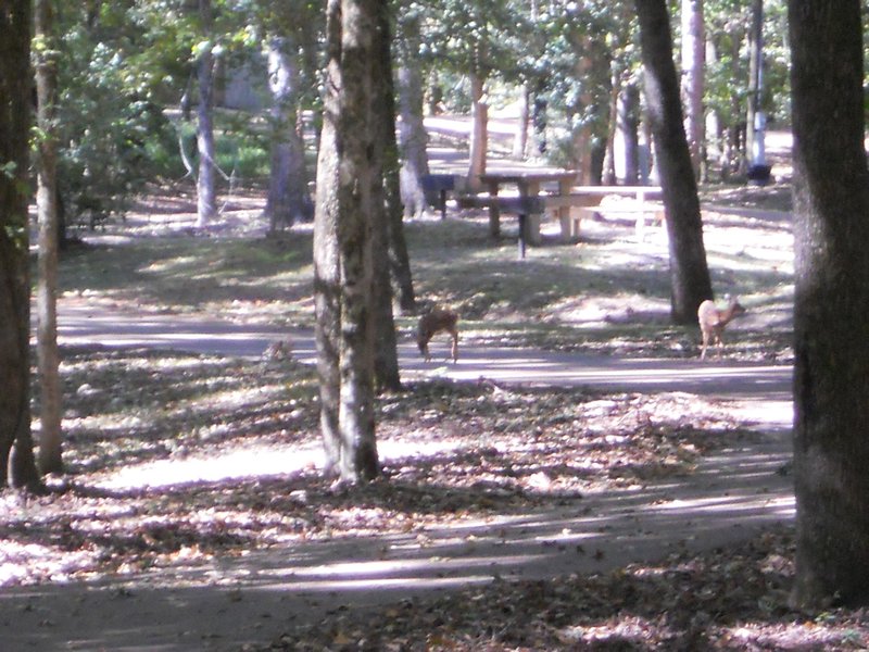 Deer grazing around our site