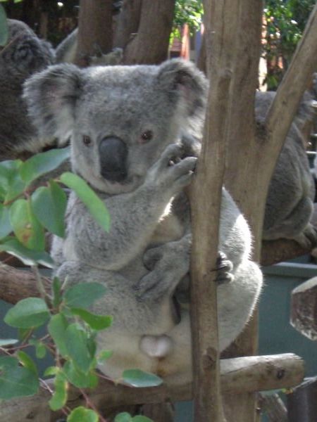der süsseste koala von allen