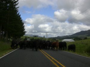 cows on the highway 1