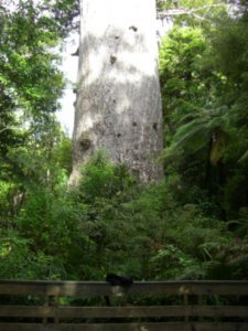 biggest kauri tree of the world
