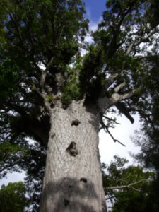 head of the kauri tree