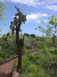 kaktus view