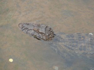krokodil in iguazu