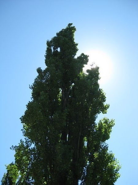 Tree of hope