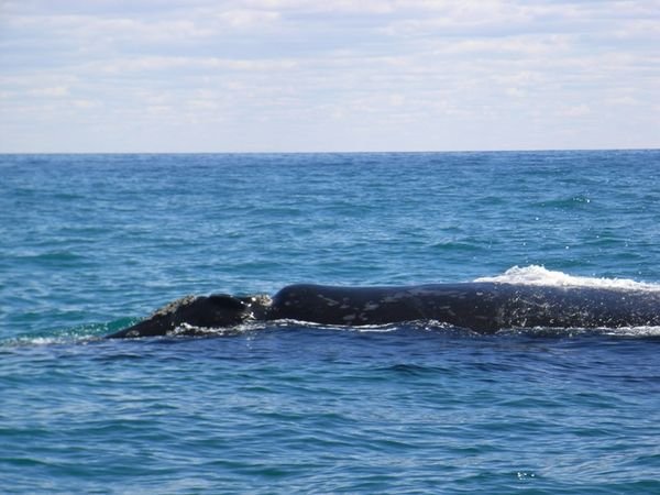 Southern Right Whale.