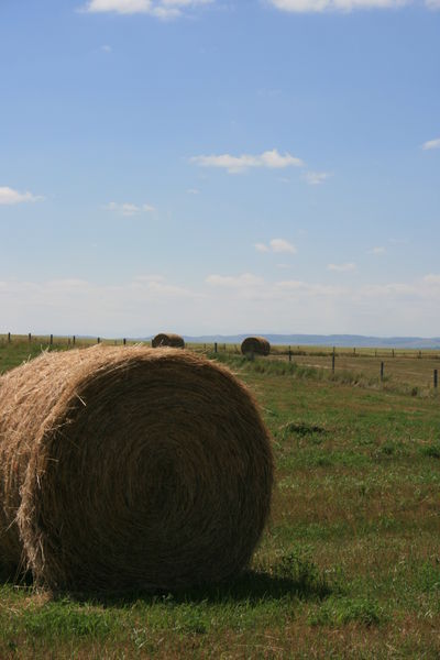 Alberta plains
