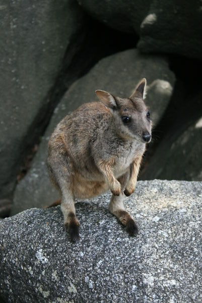 Granite Gorge Wallaby