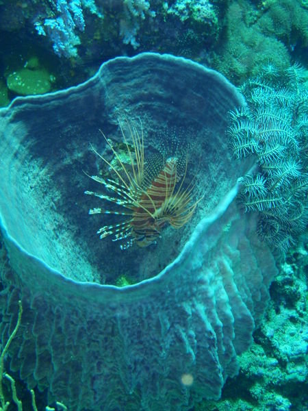 Barrel coral with Lionfish.