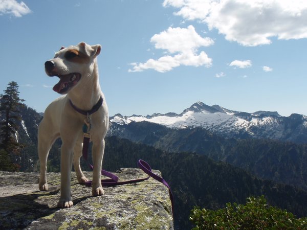 Alpine dog full of energy.