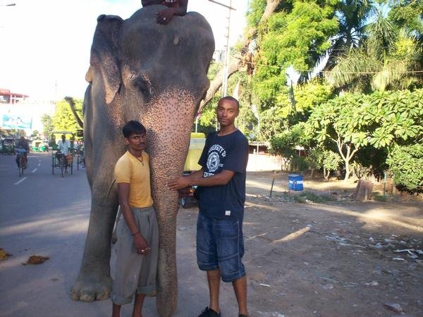 Elephant in Agra