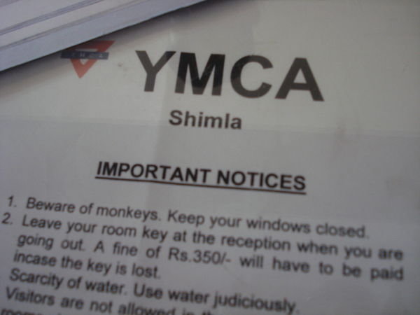 YMCA Monkeys