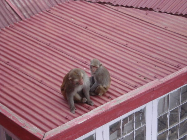 Monkeys on our roof - shimla